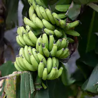 เครือกล้วยเขียวที่ยังไม่สุกยังคงเป็นทัศนียภาพของเขตร้อน