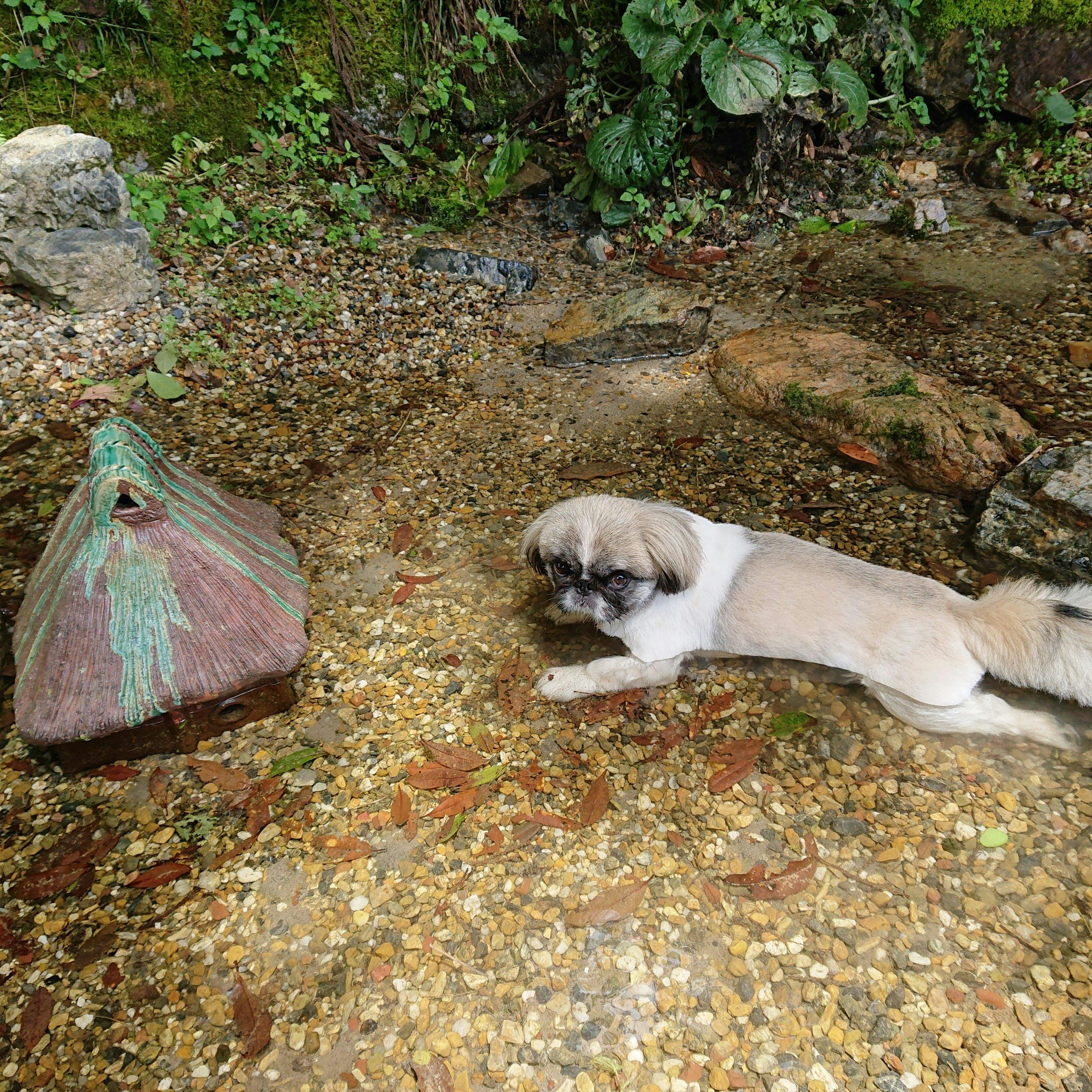 Traditional Japanese House Kakei - Pet-Friendly, Entire House Rental