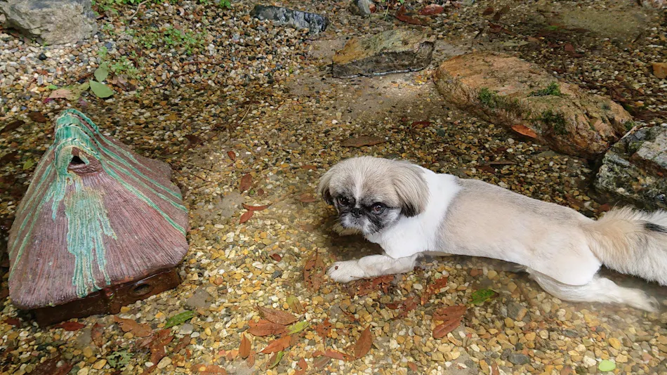 Traditional Japanese House Kakei - Pet-Friendly, Entire House Rental