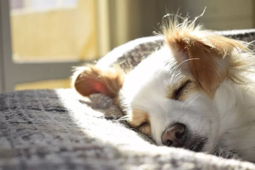 คุณสามารถเข้าพักพร้อมกับสุนัขของคุณได้