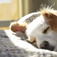 คุณสามารถเข้าพักพร้อมกับสุนัขของคุณได้