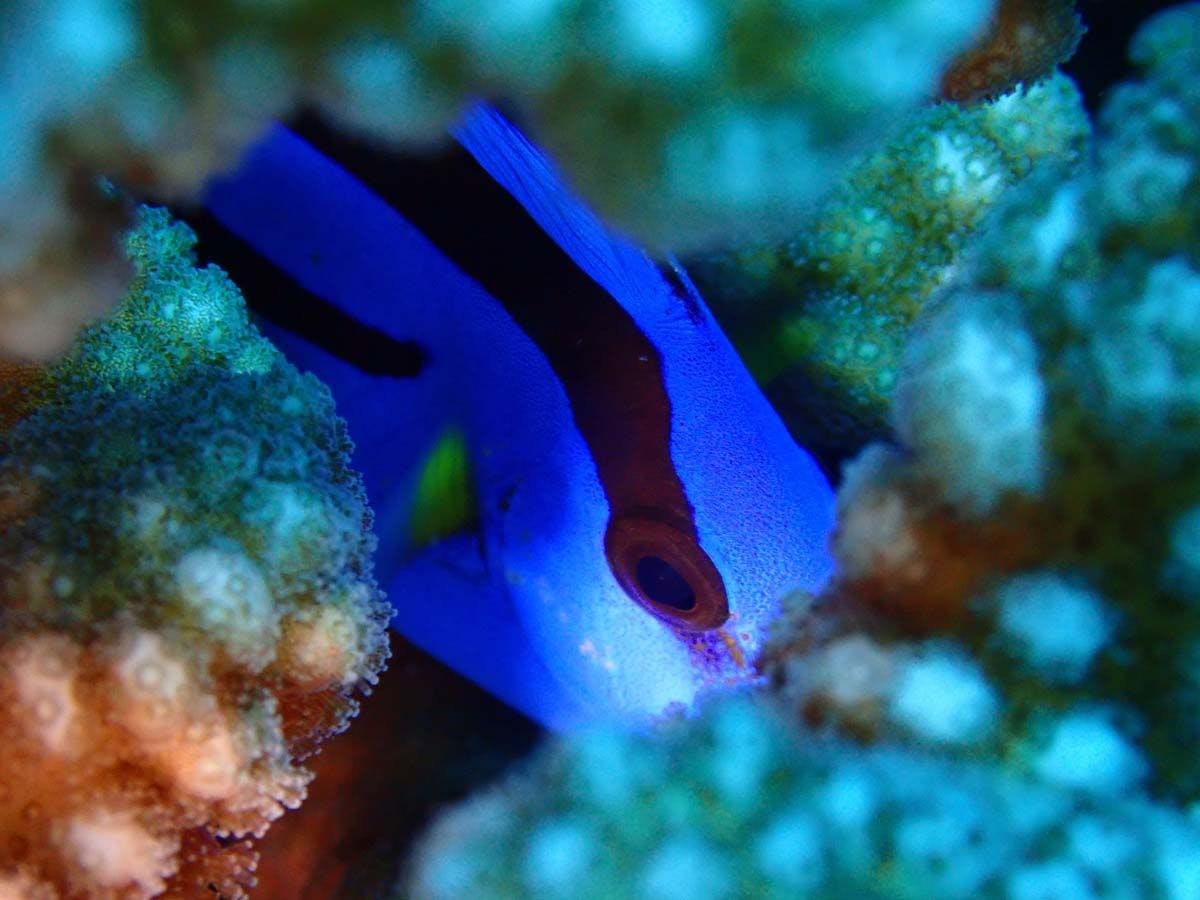 การดำน้ำ