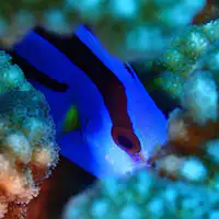 การดำน้ำ