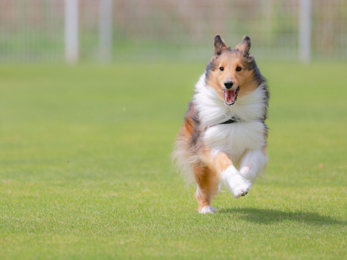 *สุนัขพันธุ์ใหญ่และพันธุ์ใหญ่มากก็เข้าพักได้!