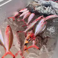 【피싱 플랜】