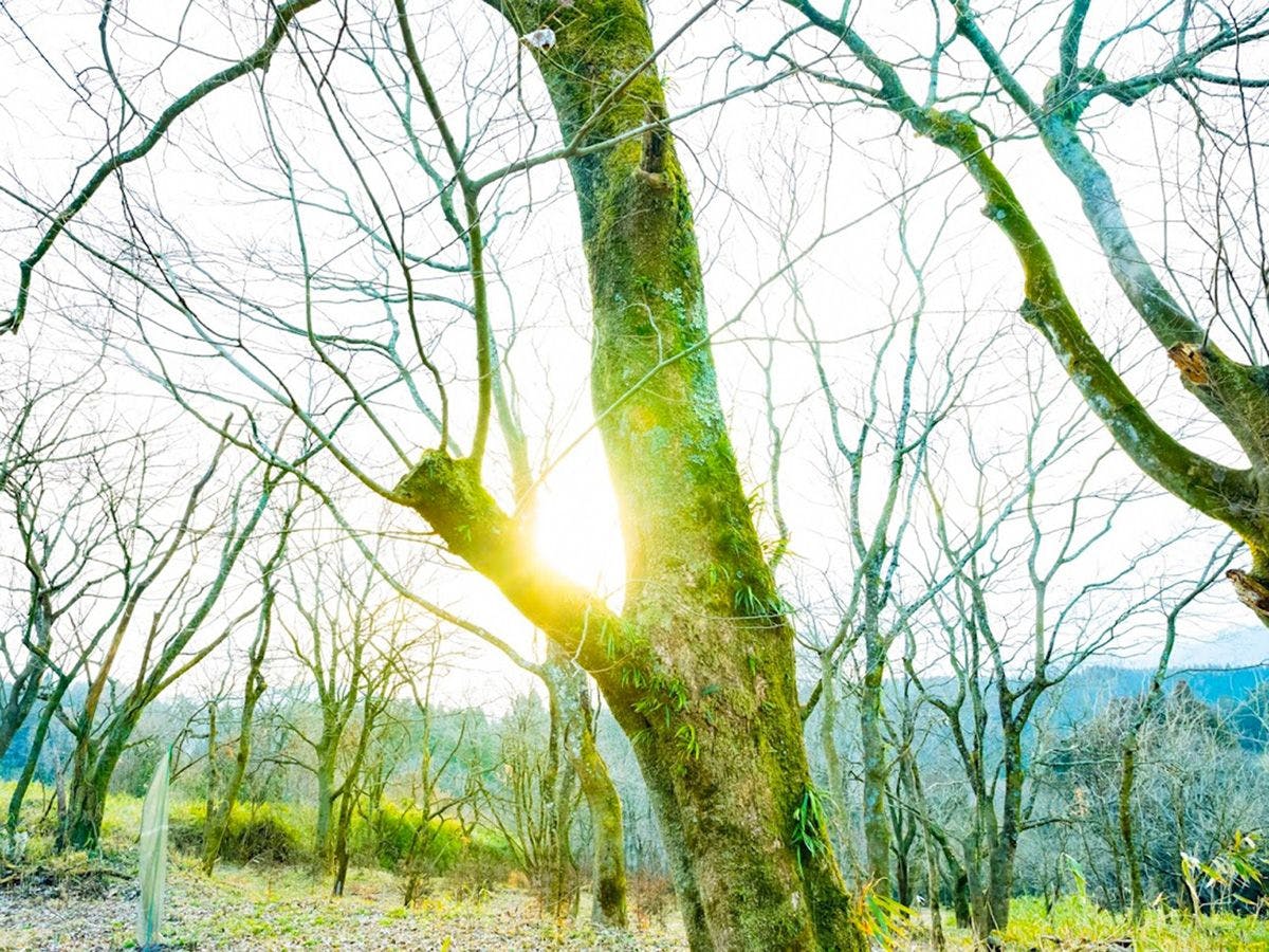 Starry Forest Inn KURIHAI