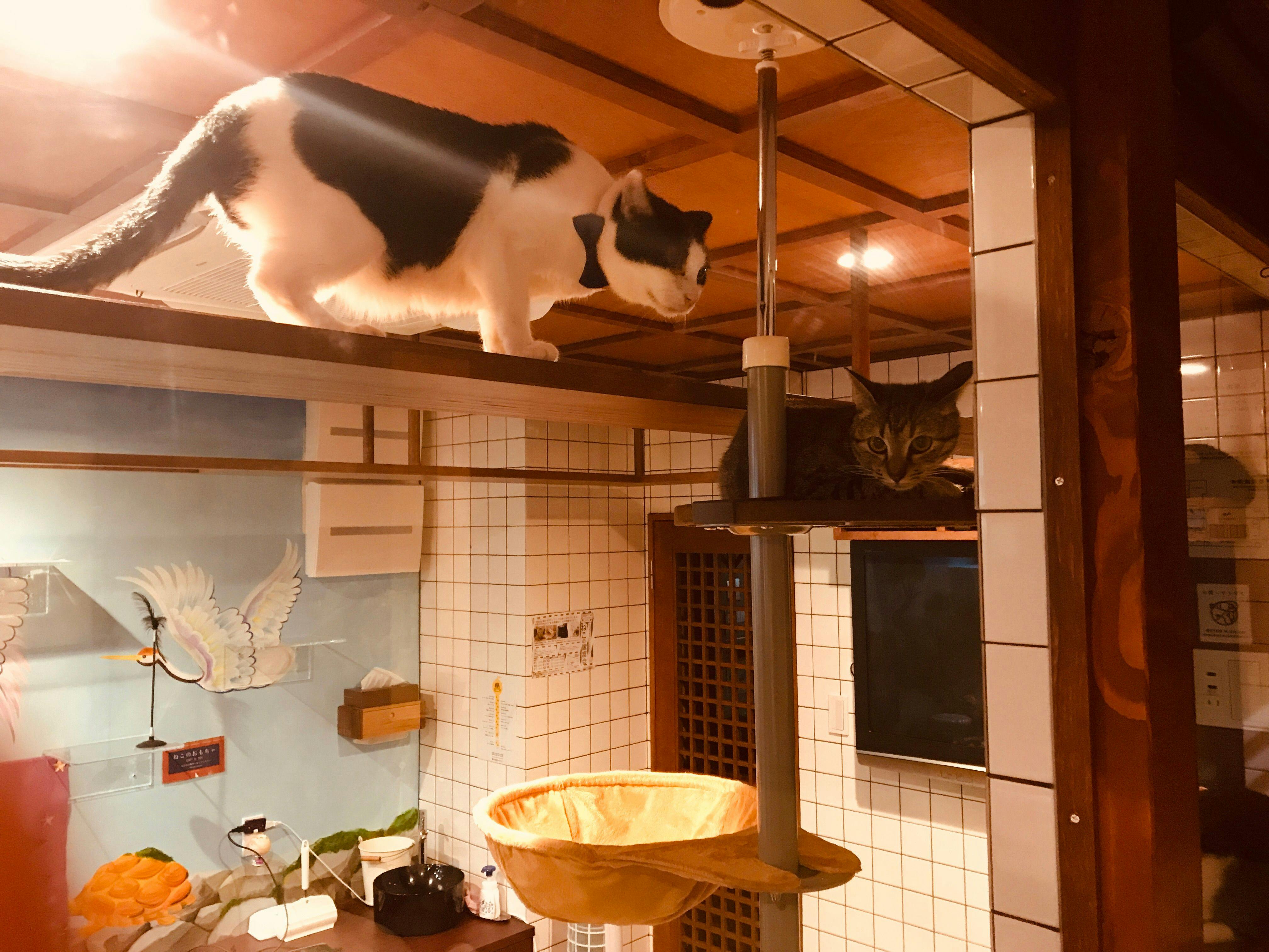 Neko Bathhouse & Neko Inn: Rescue Cat Cafe Neko Republic Osaka