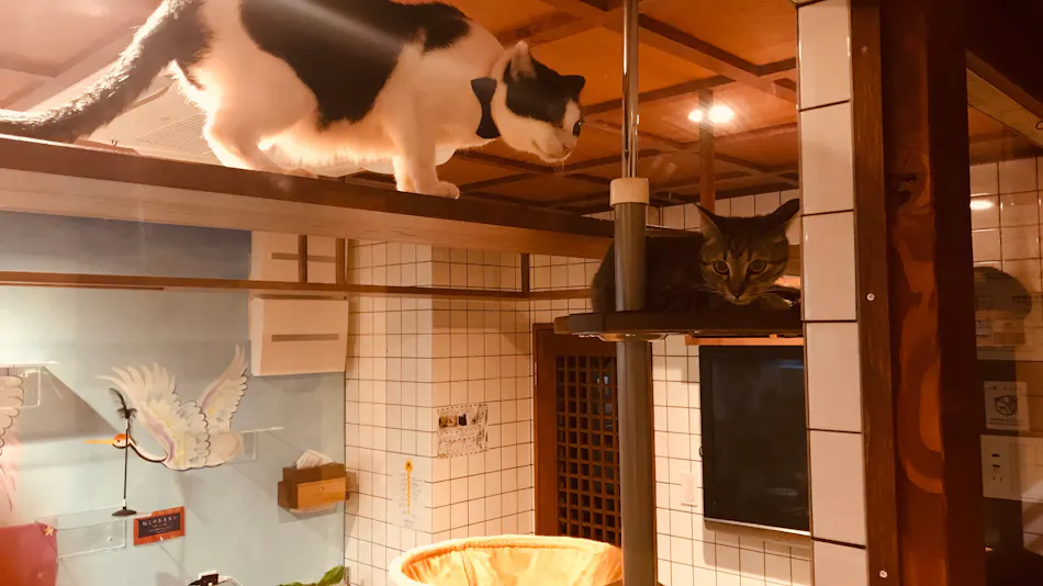 Neko Bathhouse & Neko Inn: Rescue Cat Cafe Neko Republic Osaka