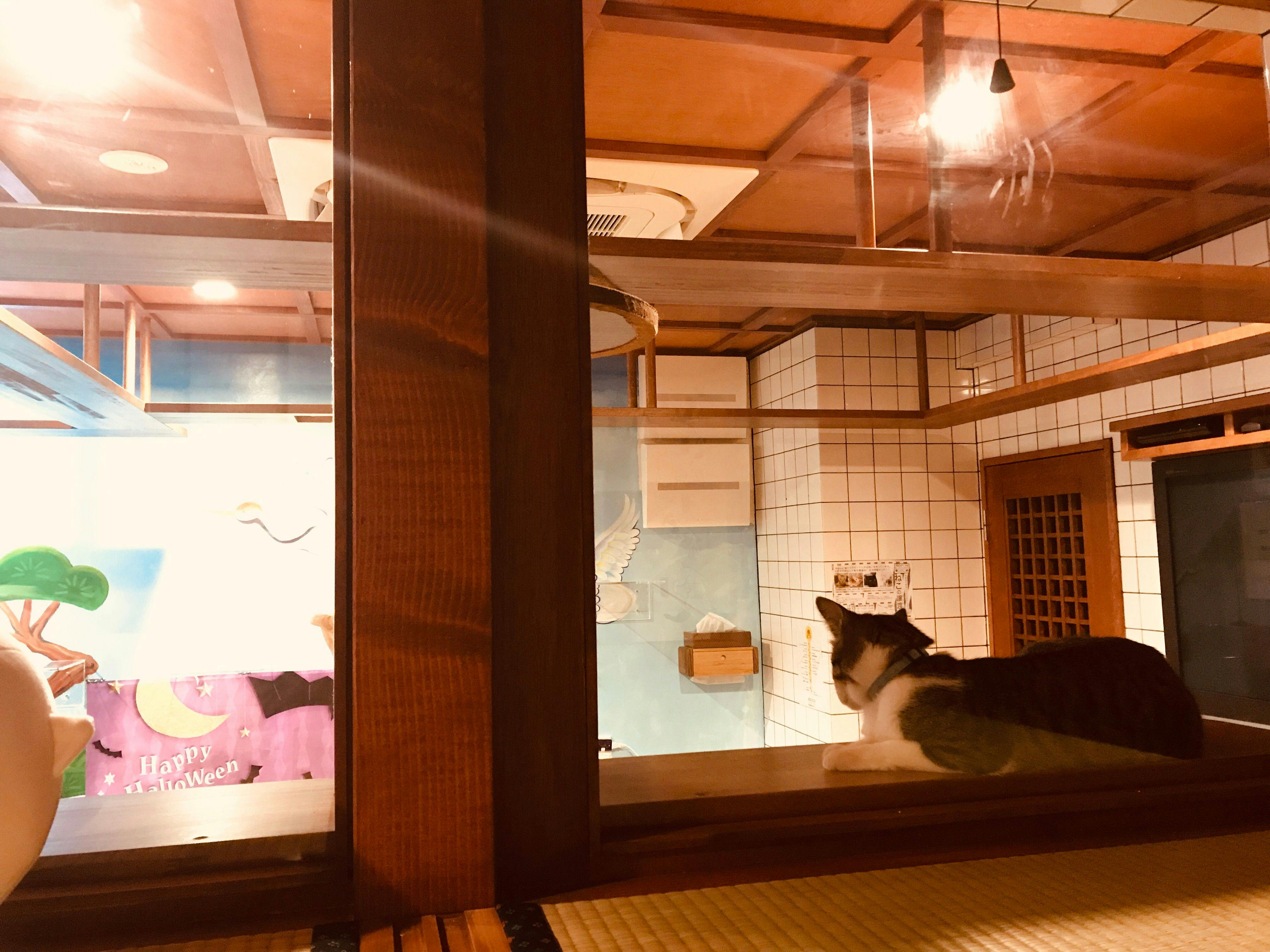 Neko Bathhouse & Neko Inn: Rescue Cat Cafe Neko Republic Osaka