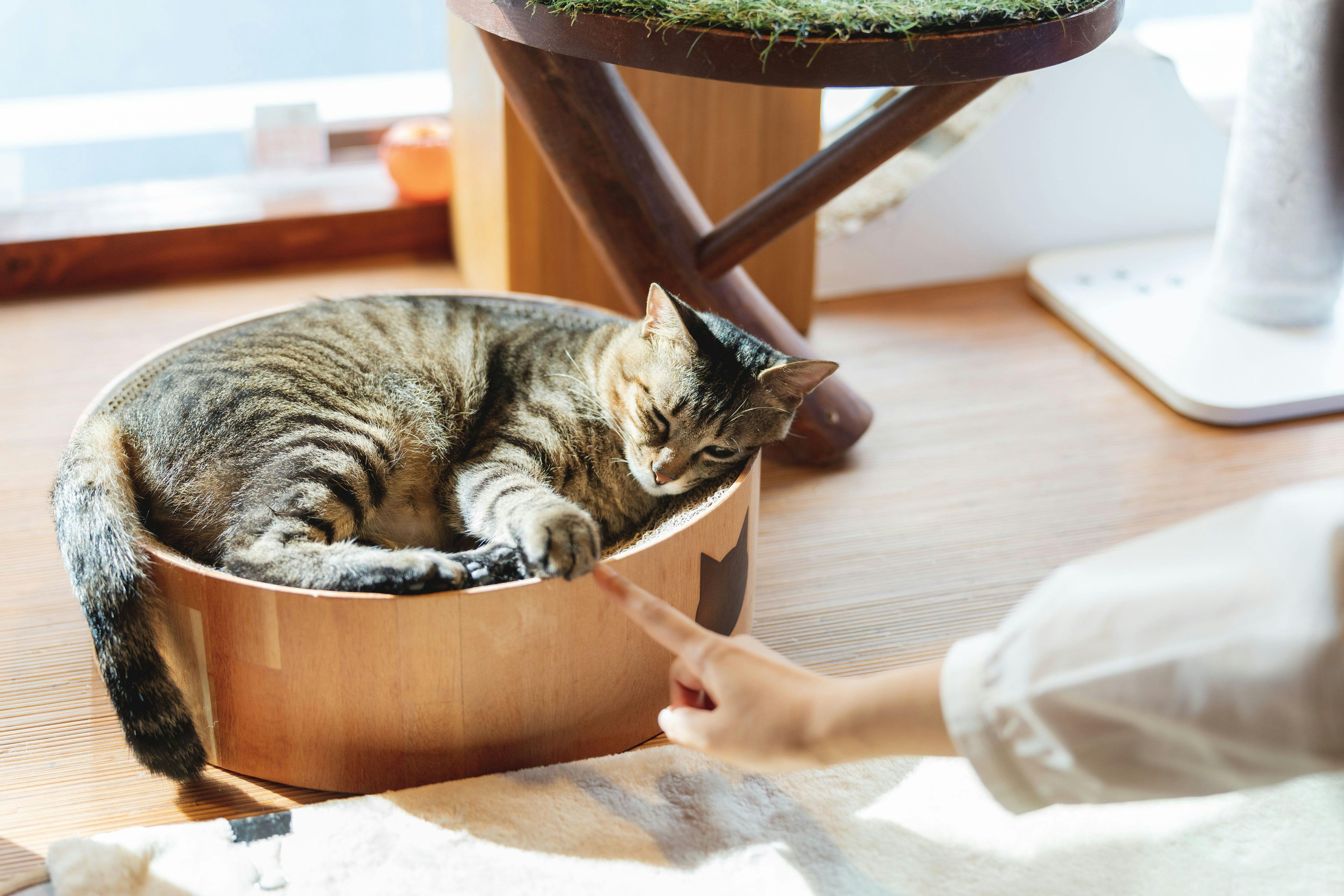 Neko Bathhouse & Neko Inn: Rescue Cat Cafe Neko Republic Osaka
