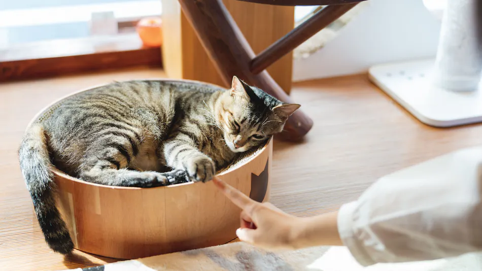Neko Bathhouse & Neko Inn: Rescue Cat Cafe Neko Republic Osaka