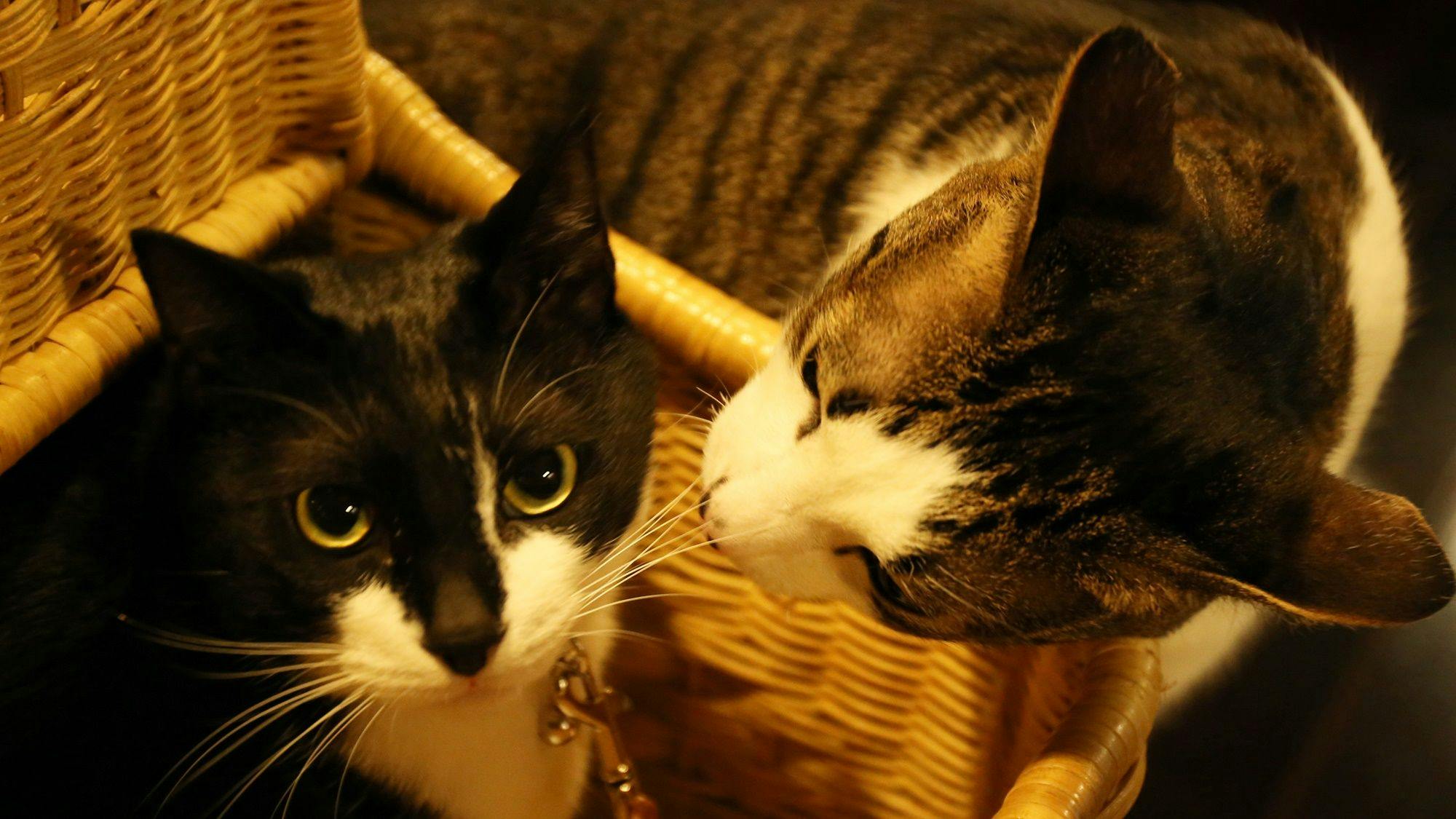 On-den และ Kagura