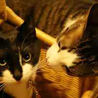 On-den และ Kagura