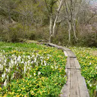 ■ที่ราบสูงมาดาระโอะ (ขับรถ 40 นาที)