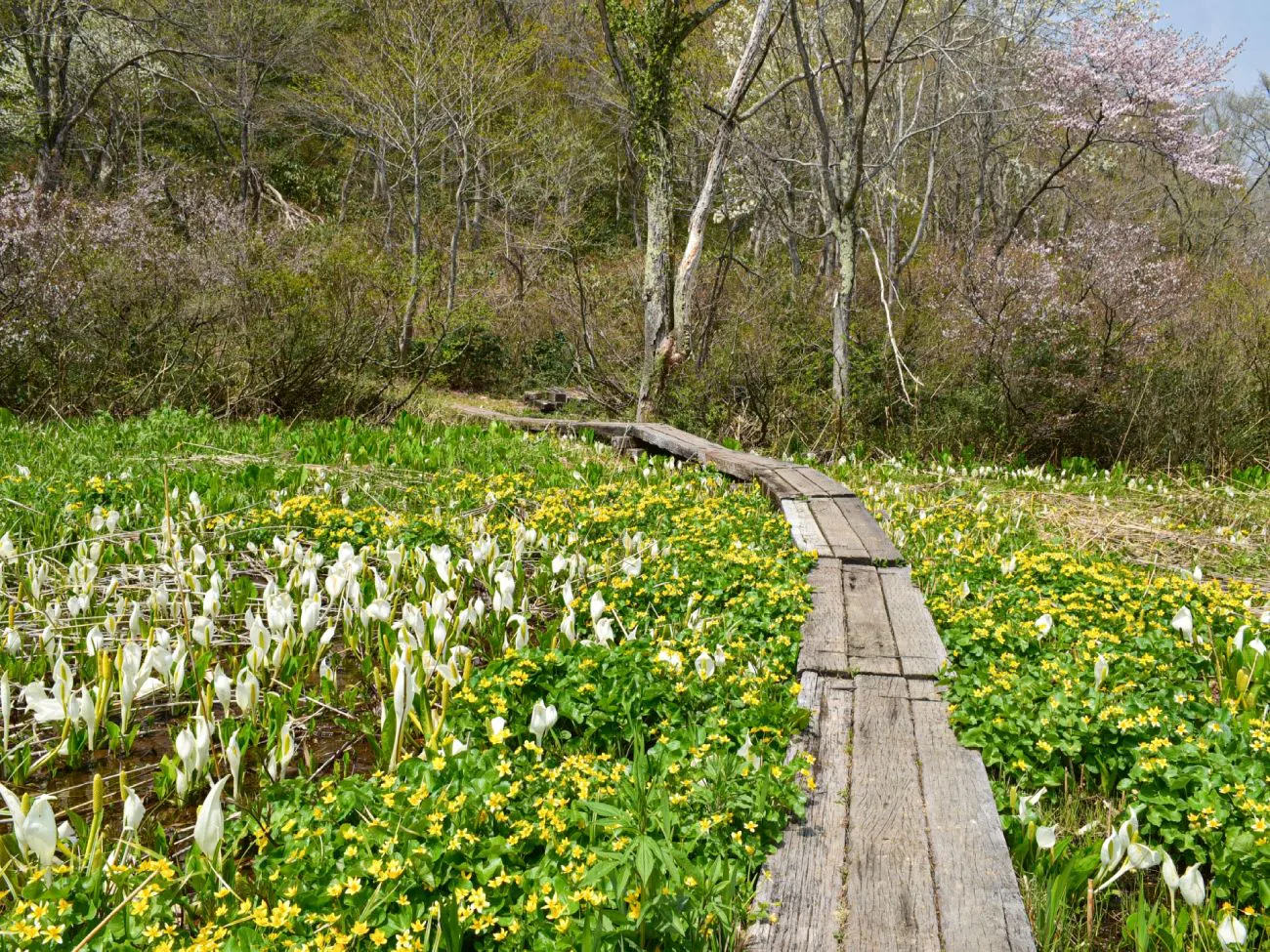 ■ที่ราบสูงมะดะโอะ (ขับรถ 40 นาที)