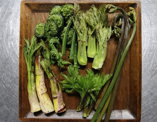 蔵王温泉で採れる山菜一例（５月中旬）
