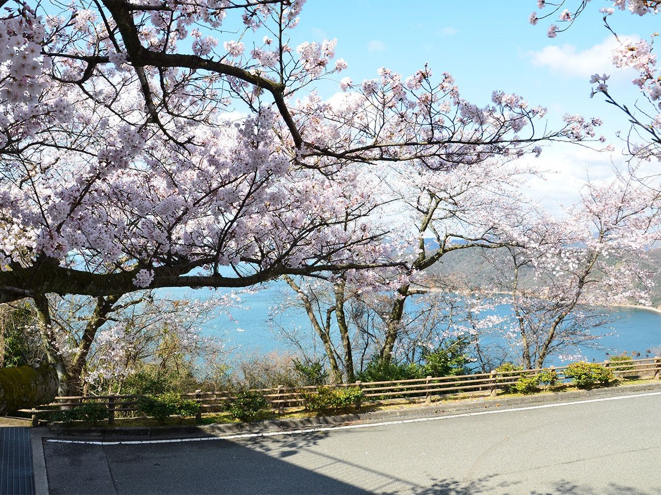 ทิวทัศน์เซโตะอุจิและดอกซากุระ