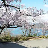 ทิวทัศน์เซโตะอุจิและดอกซากุระ