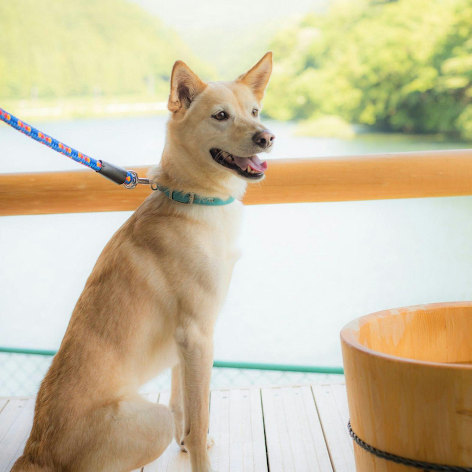 Shimo-Yubara Onsen Wanko-an: A Pet-Friendly Inn