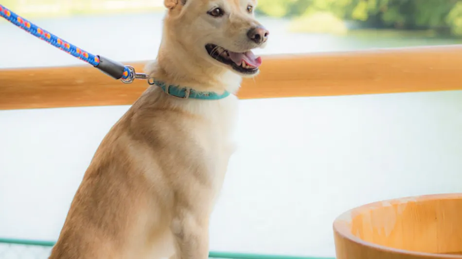 Shimo-Yubara Onsen Wanko-an: A Pet-Friendly Inn