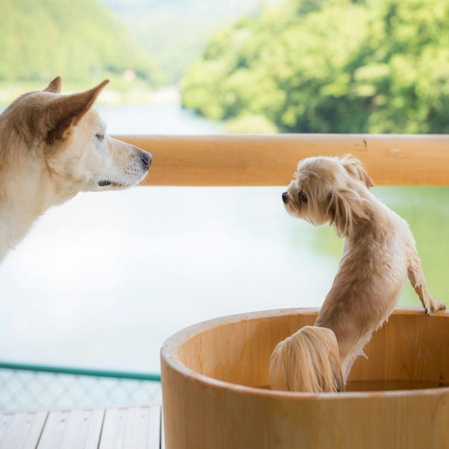 Shimo-Yubara Onsen Wanko-an: A Pet-Friendly Inn