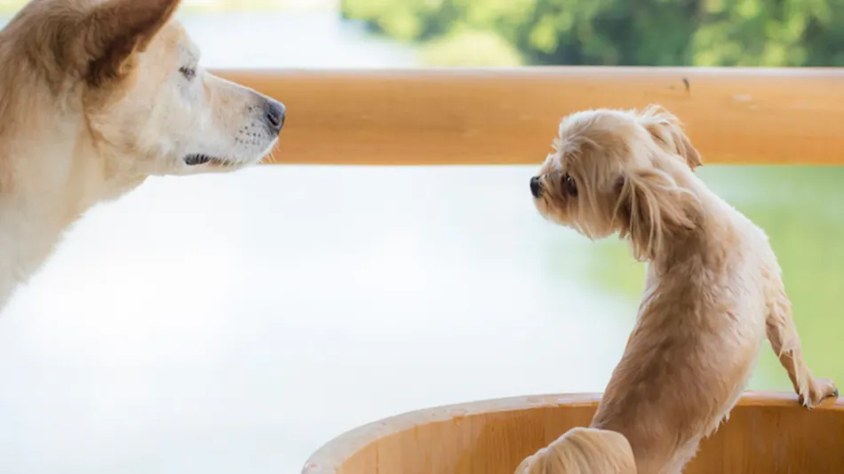Shimo-Yubara Onsen Wanko-an: A Pet-Friendly Inn