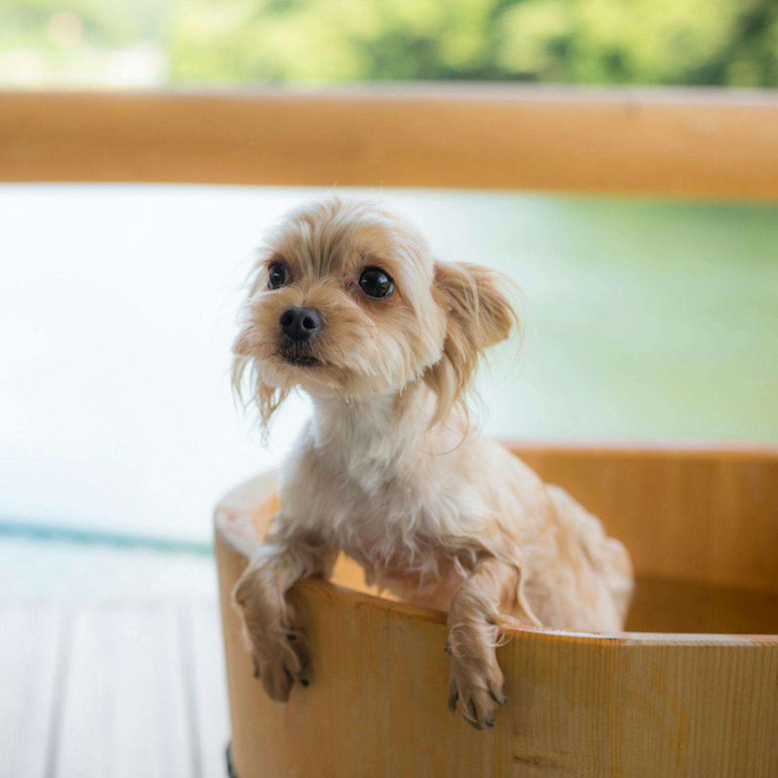 Shimo-Yubara Onsen Wanko-an: A Pet-Friendly Inn