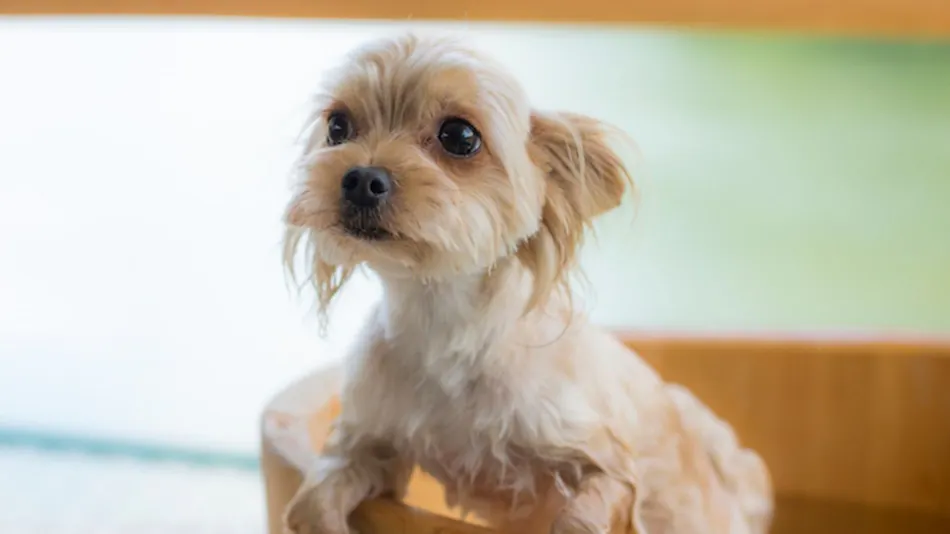 Shimo-Yubara Onsen Wanko-an: A Pet-Friendly Inn