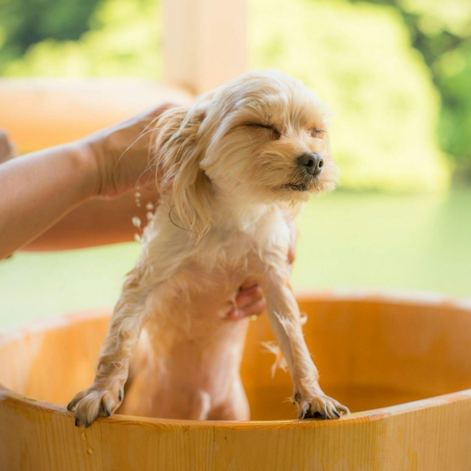 Shimo-Yubara Onsen Wanko-an: A Pet-Friendly Inn