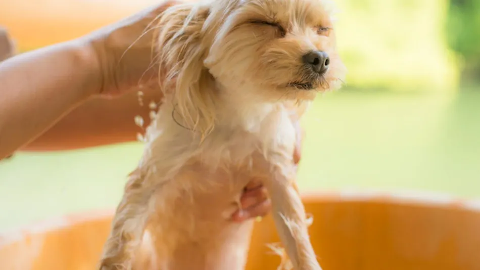 Shimo-Yubara Onsen Wanko-an: A Pet-Friendly Inn