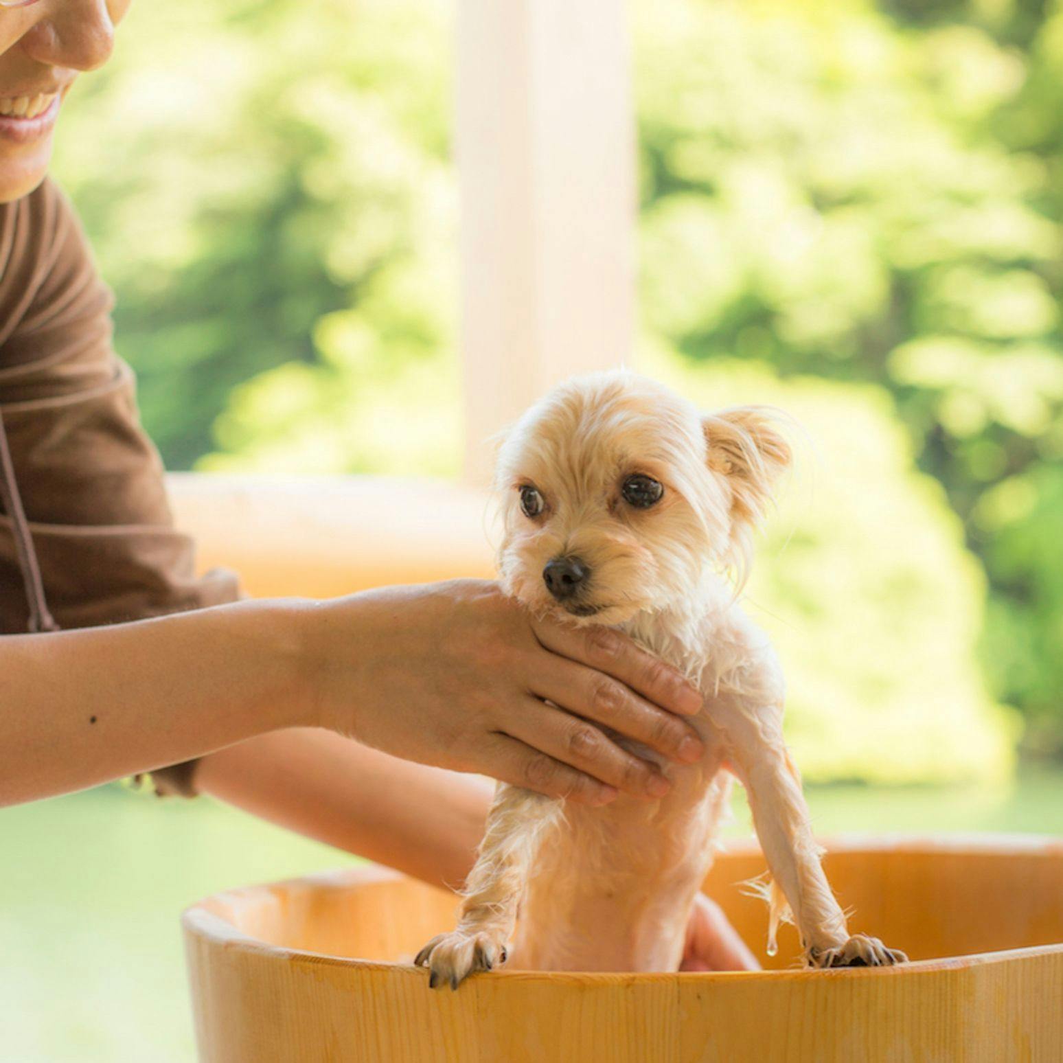 Shimo-Yubara Onsen Wanko-an: A Pet-Friendly Inn