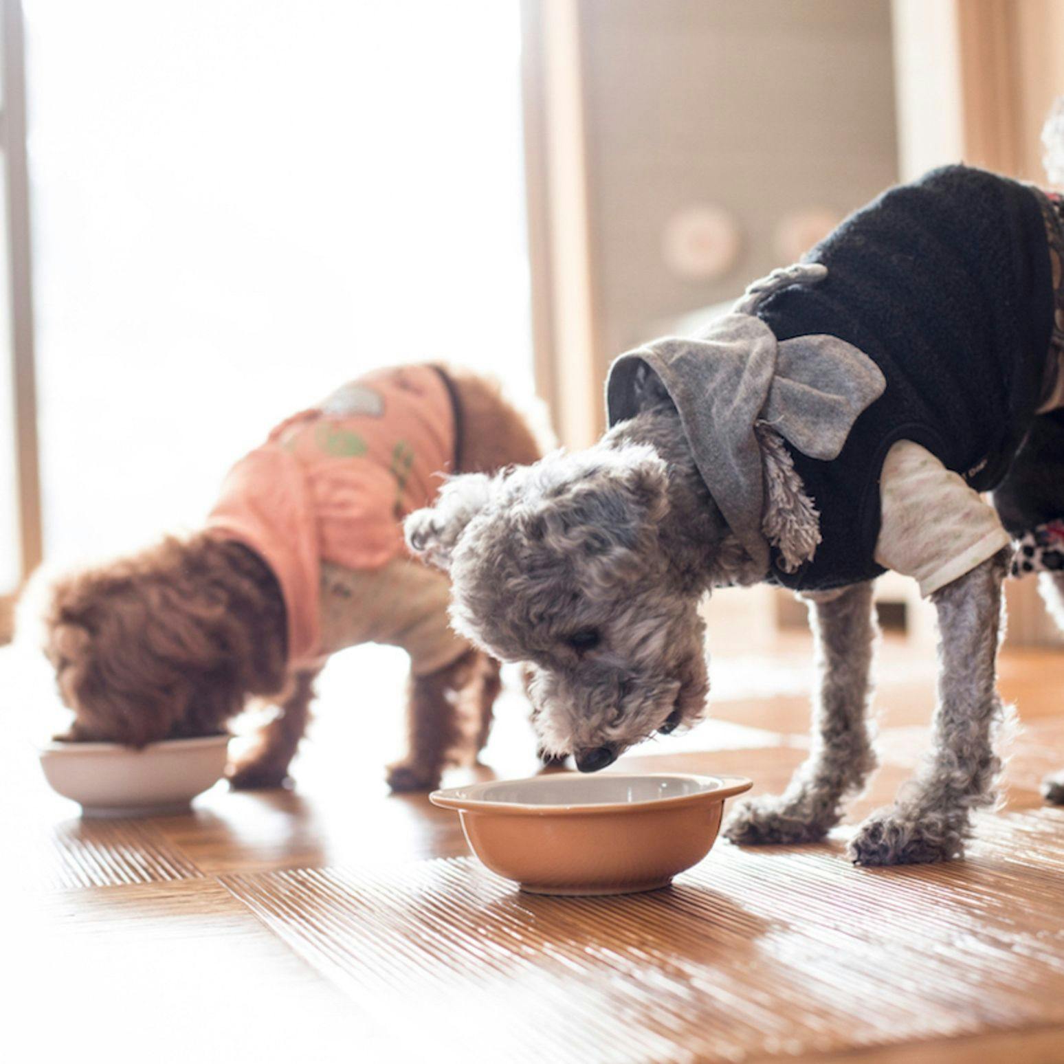 Shimo-Yubara Onsen Wanko-an: A Pet-Friendly Inn