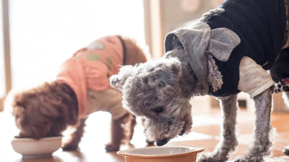 Shimo-Yubara Onsen Wanko-an: A Pet-Friendly Inn