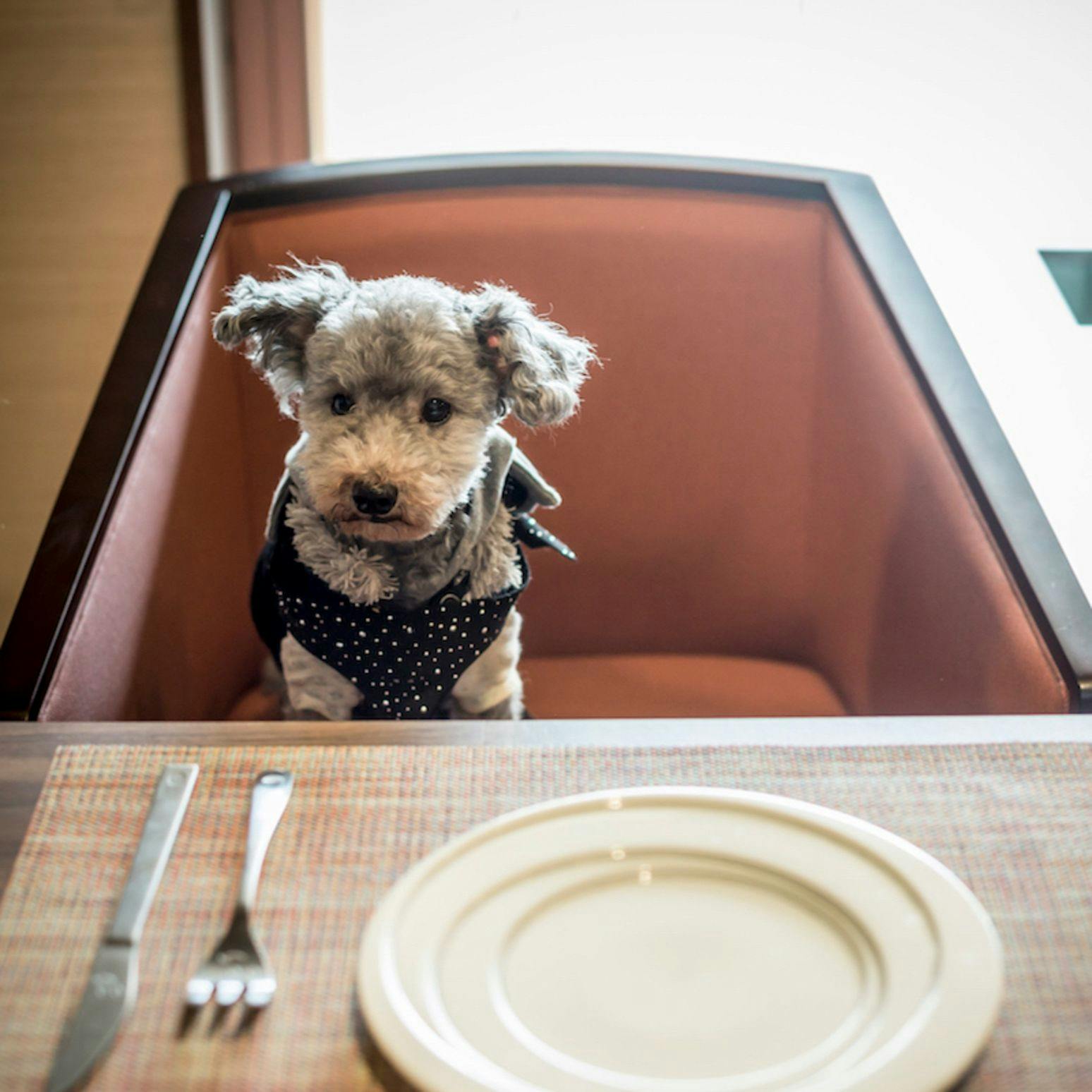Shimo-Yubara Onsen Wanko-an: A Pet-Friendly Inn