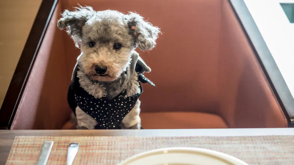 Shimo-Yubara Onsen Wanko-an: A Pet-Friendly Inn
