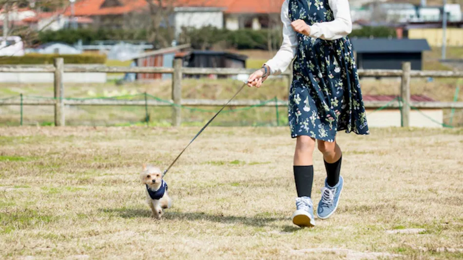Shimo-Yubara Onsen Wanko-an: A Pet-Friendly Inn