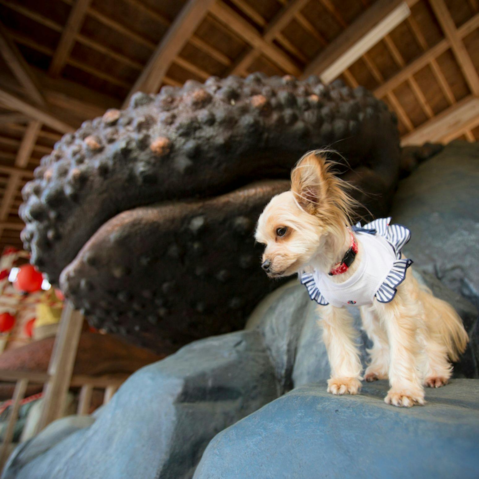 Shimo-Yubara Onsen Wanko-an: A Pet-Friendly Inn