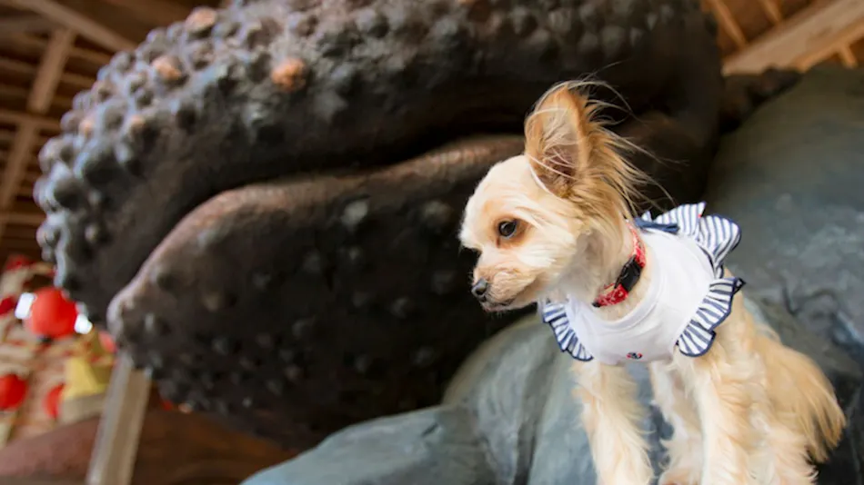Shimo-Yubara Onsen Wanko-an: A Pet-Friendly Inn