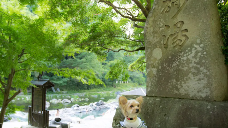 Shimo-Yubara Onsen Wanko-an: A Pet-Friendly Inn