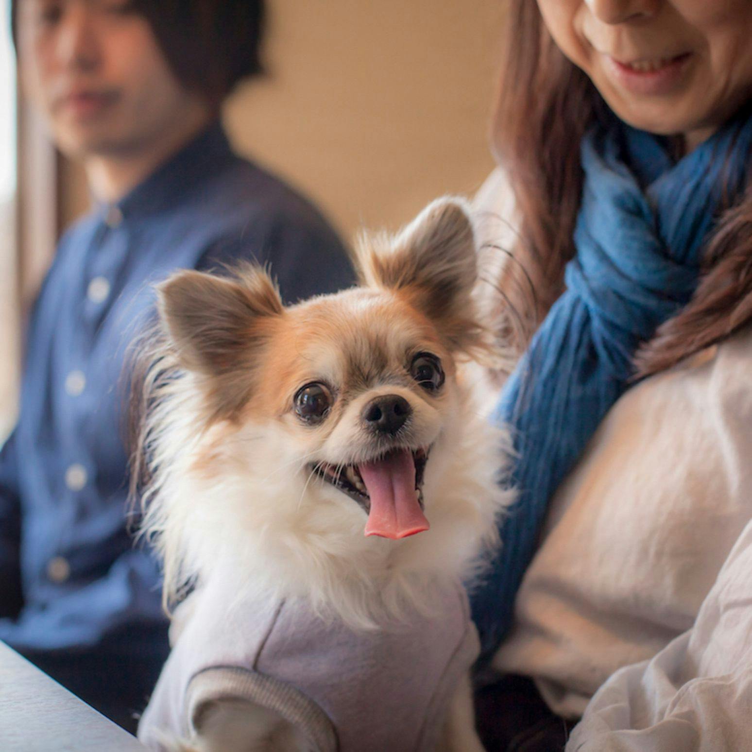 Shimo-Yubara Onsen Wanko-an: A Pet-Friendly Inn