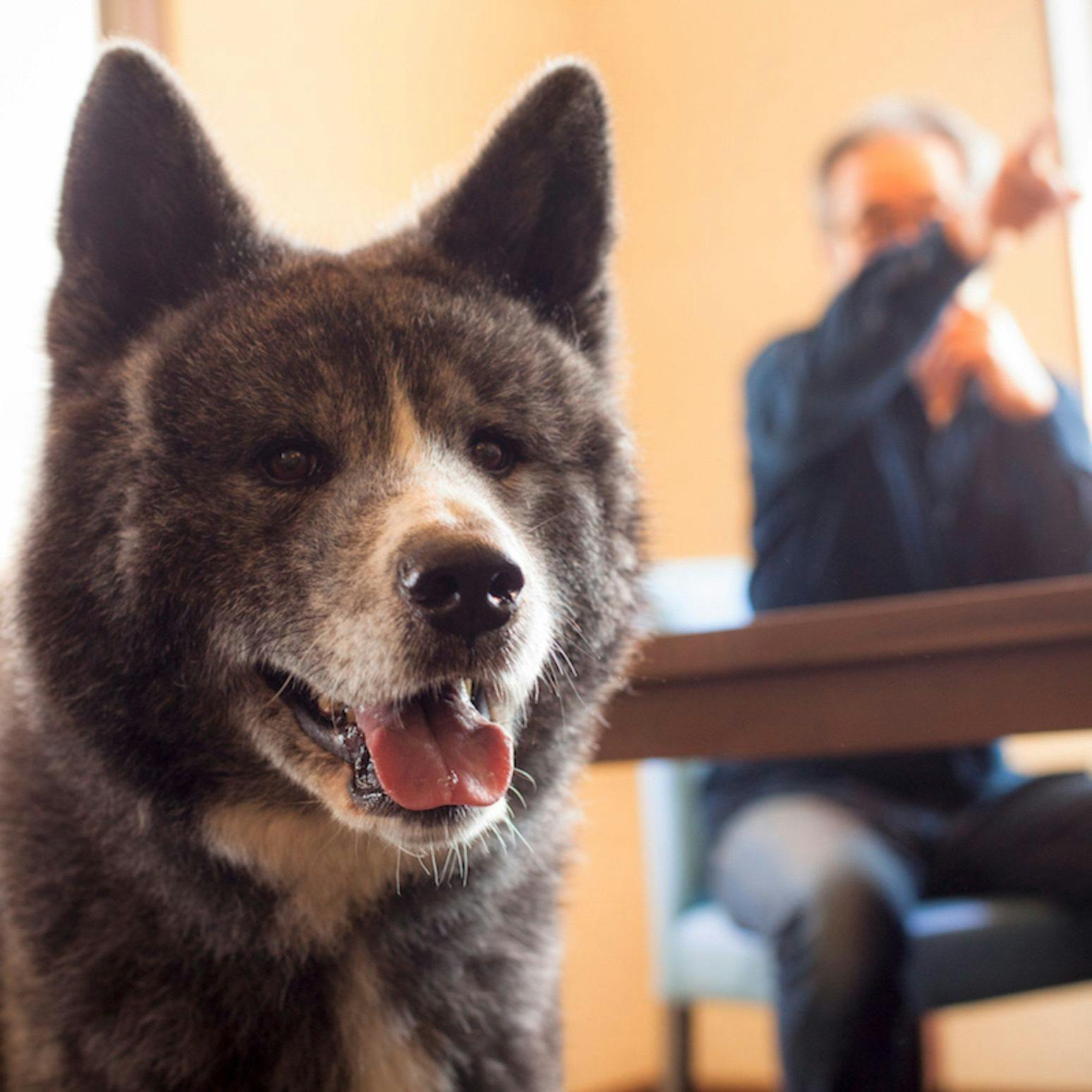 Shimo-Yubara Onsen Wanko-an: A Pet-Friendly Inn