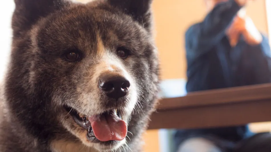 Shimo-Yubara Onsen Wanko-an: A Pet-Friendly Inn