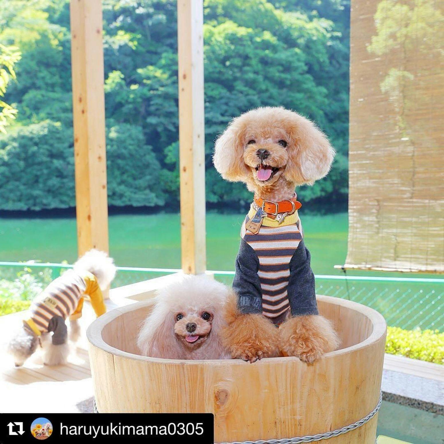 Shimo-Yubara Onsen Wanko-an: A Pet-Friendly Inn
