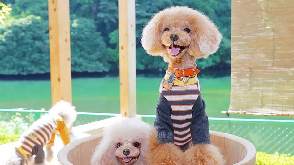 Shimo-Yubara Onsen Wanko-an: A Pet-Friendly Inn