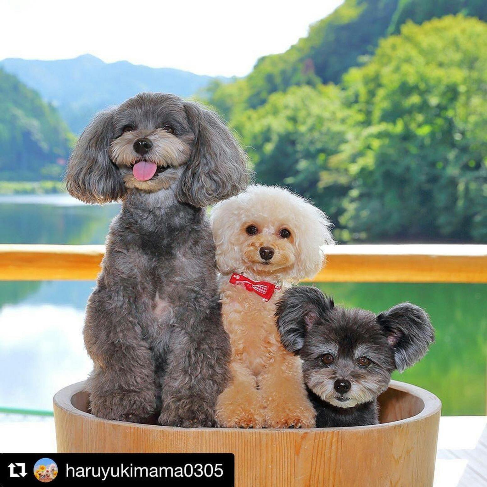 Shimo-Yubara Onsen Wanko-an: A Pet-Friendly Inn
