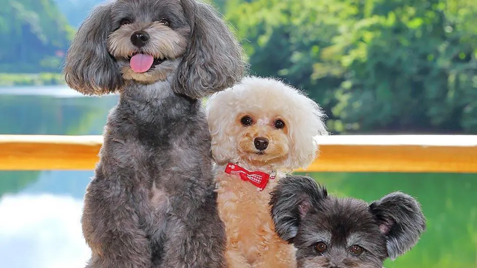 Shimo-Yubara Onsen Wanko-an: A Pet-Friendly Inn