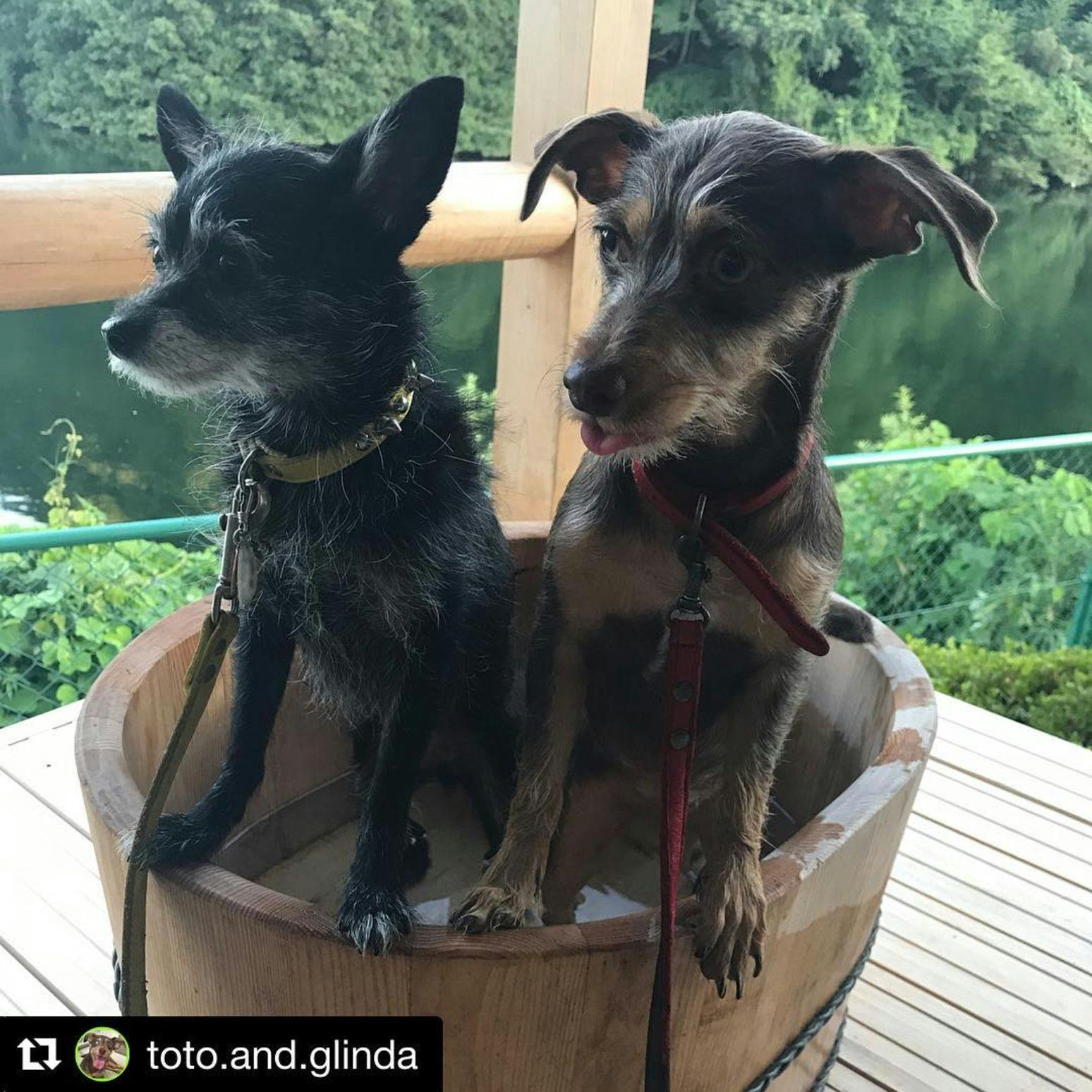 Shimo-Yubara Onsen Wanko-an: A Pet-Friendly Inn