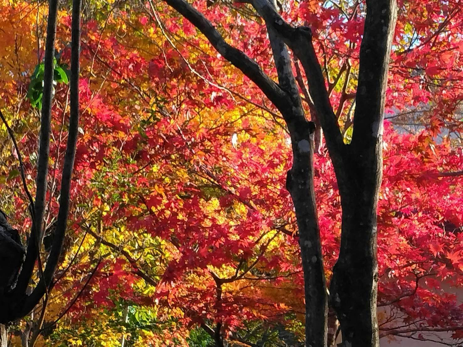 Maple Resort Kinugawa Onsen
