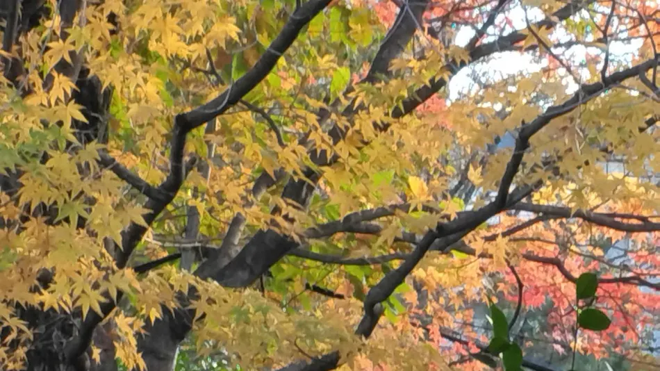Maple Resort Kinugawa Onsen