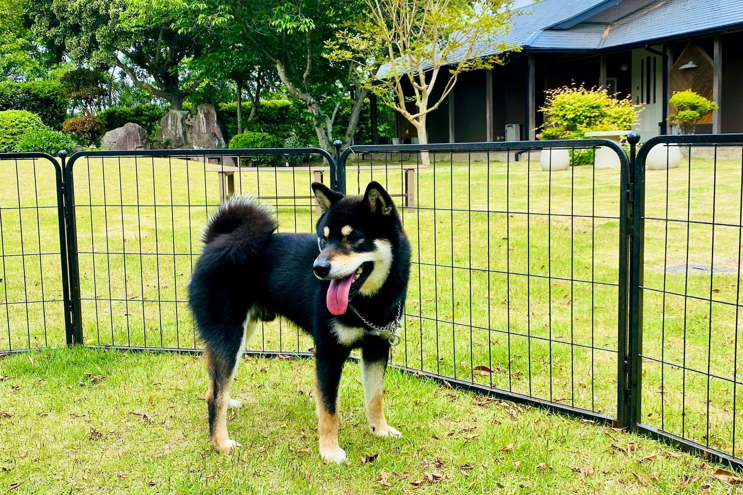 คุณสามารถใช้เวลาร่วมกับสุนัขของคุณได้อย่างสบายใจ!